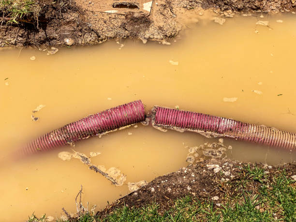 Best Local water damage restoration  in Laureles, TX